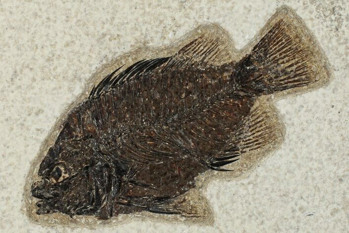 Fossil Fish (Cockerellites) - Green River Formation #203179